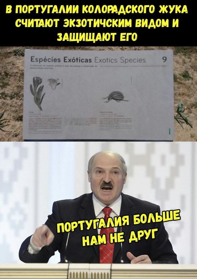 В МРТУГАМШ КОАОПАСКОГО ЖУКА СЧИШЮТ ЭКЗОТИЧСКИИ ВИАОИ И ЗАЩИЩМОТ ЕГО Евресшз Екотісаз ту