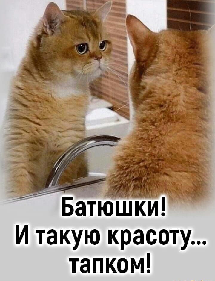 БатЮИ И такую красоту тапком