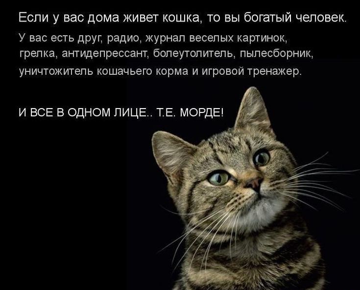 Если у вас дпма живет кошка то вы богвгый человек у вас еть друг радио журнал жених кішиипк грелка антидепрессант Бопеутопшепь пыпвсборнищ унитжитшь кошачьего корма и игровой тренажер и ВСЕ В ЩНОМ ЛИЦЕ ТЕ могла