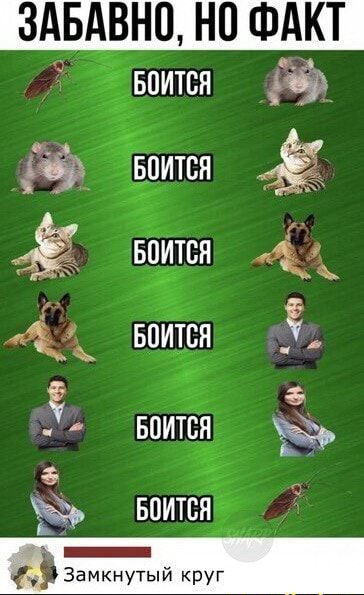 ЗАБАВНП НП ФАКТ Боится рёв БПИТВЯ Боится іі Боится ъ БПИТВЯ впится