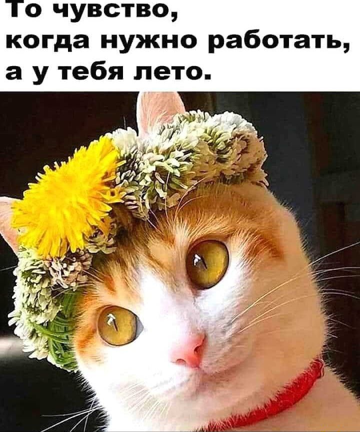 о чувство когда нужно работать а у тебя лето