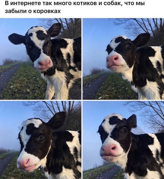в интернете 1ак много котиков и собак что мы забыли О КОРОВКЗХ