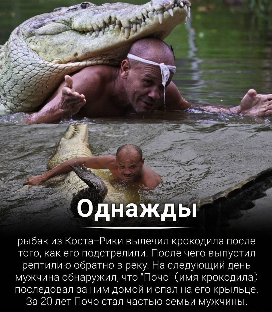 рыбак иа КостапРики вылечил крокодила после того как его подстрепипи После чего выпустил рептипию обратно в реку На следующий день мужчина обнаружил что Почо имя крокодила последовал за ним домой и спал на его крыльце за 20 лет Почо стал частые семьи мужчины