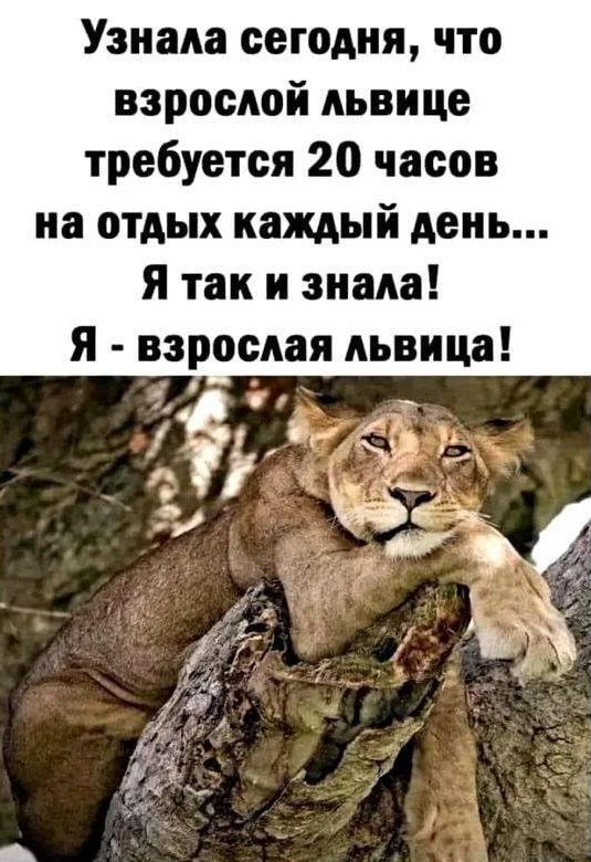Узнала сегодня что взрослой АЬВИЦО требуется 20 часов на отдых каждый день я так и знала я взрослая львица