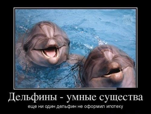 Дельфины умные существа еще ни один депьФин не иФовмип ипптеку