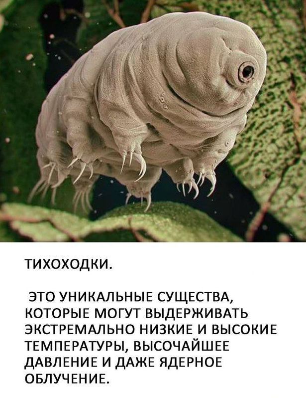 ТИХОХОДКИ ЭТО УНИКАЛЬНЫЕ СУЩЕСТВА КОТОРЫЕ МОГУТ ВЫДЕРЖИВАТЬ ЭКСТРЕМАЛЬНО НИЗКИЕ И ВЫСОКИЕ ТЕМПЕРАТУРЫ ВЫСОЧАЙШЕЕ ДАВЛЕНИЕ И ДАЖЕ ЯДЕРНОЕ ОБЛУЧЕНИЕ