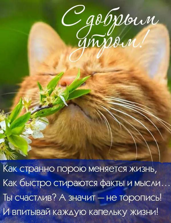 Как странно порою меняется жизнь Как быстро стираются факты и мысы1 Ты счаСТАив А значит не торопись И впитывай каждую капеАьку жизни