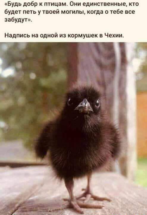 Будь добр птицам Они единственные кто буди петь у твоей могилы когда о тебе все забудут Надпись на одной из кормушек в Чехии