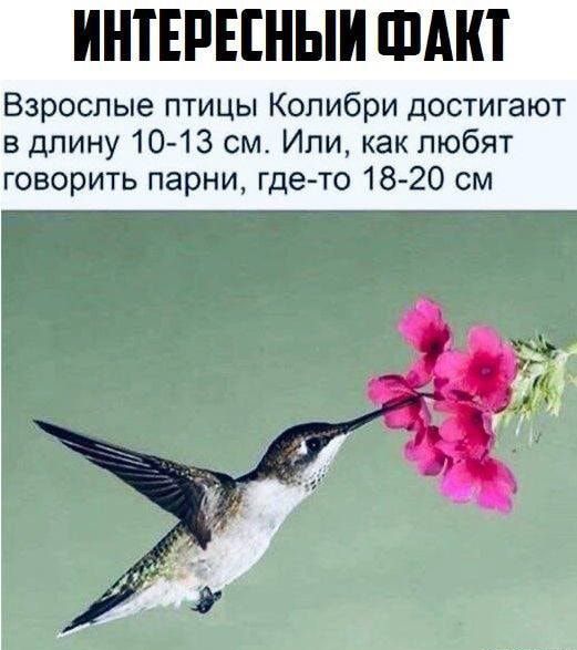 ИНТЕРЕЕНЫИ ФАКТ Взрослые птицы Колибри достигают в длину 1013 см Или как любят говорить парни гдето 18 20 см