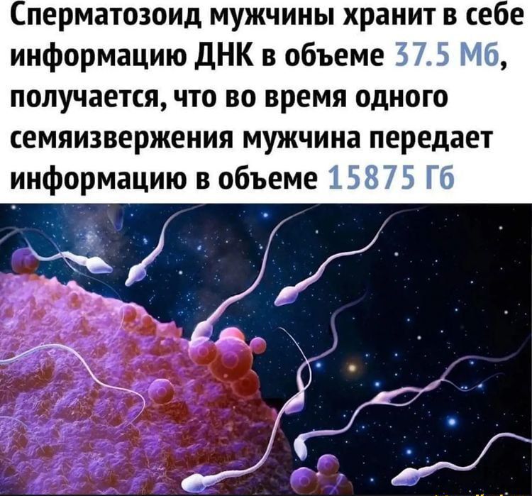 перматозоид мужчины хранит в себе информацию дНК в объеме 3 получается что во время одного семяизвержения мужчина передает информацию в объеме