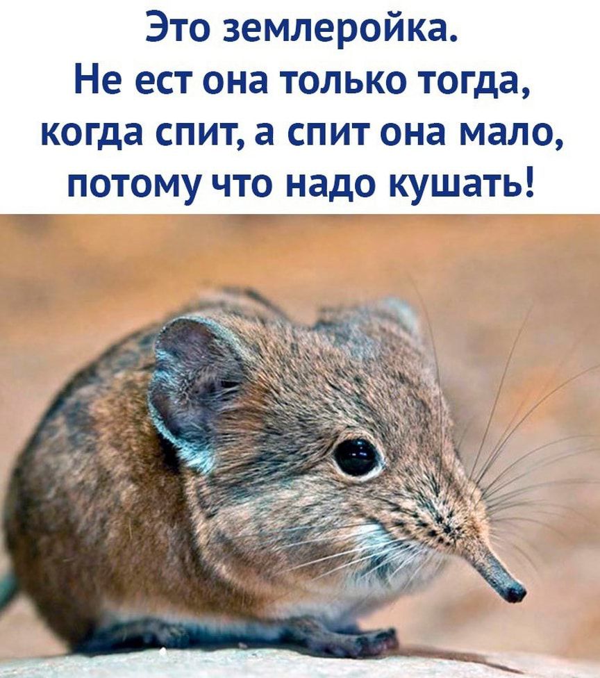 Это землеройка Не ест она только тогда когда спит а спит она мало потому что надо кушать