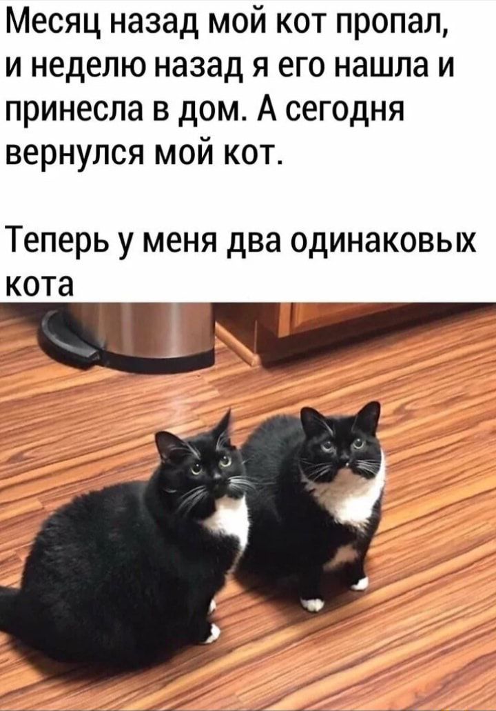 Месяц назад мой кот пропал и неделю назад я его нашла и принесла в дом А сегодня вернулся мой кот Теперь у меня два одинаковых кота