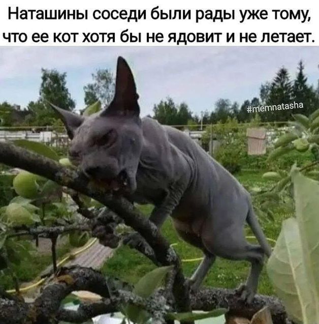 Наташины соседи были рады уже тому что ее кот хотя бы не ядовит и не летает