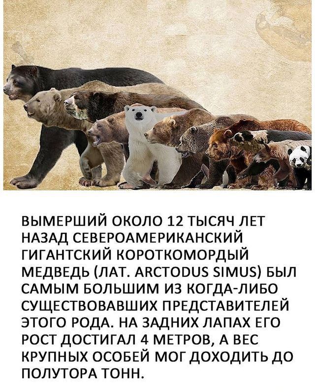 вымерший около 12 тысяч лет ндздд свввродмврикднский гигАнтский короткомордый мндввдь ЛАТ АКСТОВЦЗ ми вып САМЫМ БОЛЬШИМ из КОГДАЛИБО СУЩЕСТВОВАБШИХ предстдвитвпгй этого родА НА зАцних ЛАПАХ ЕГО рост достигАл 4 мнтров А ввс крупных ОСОБЕЙ мог доходить до ПОЛУТОРА тонн