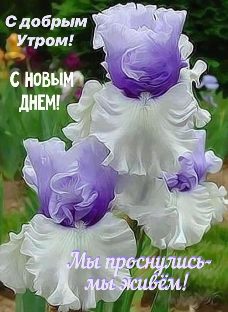 с добрым