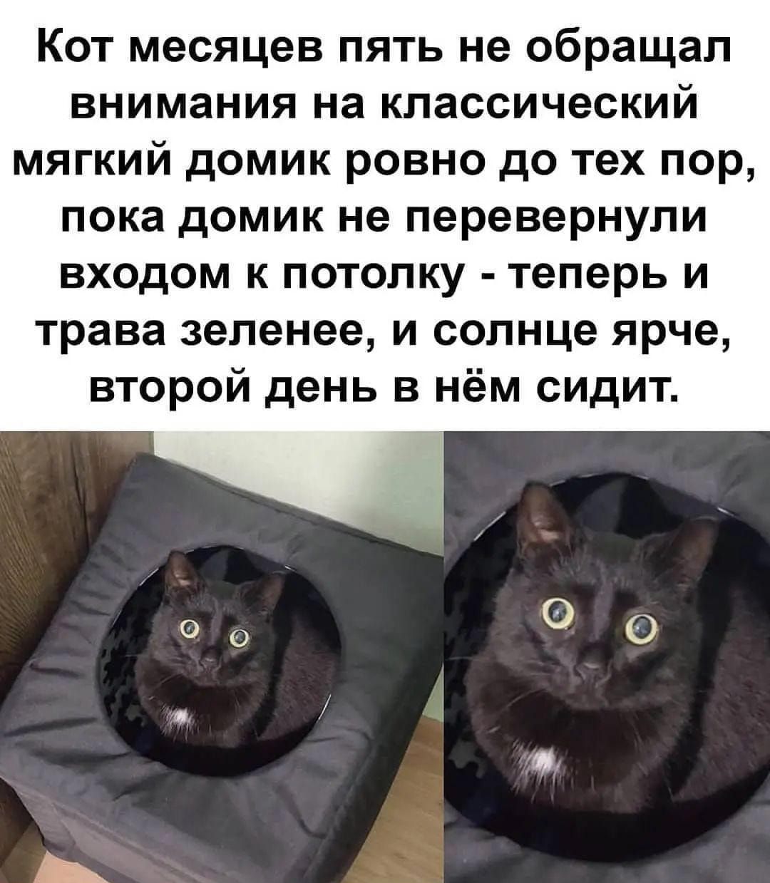 Кот месяцев пять не обращал внимания на классический мягкий домик ровно до тех пор пока домик не перевернули входом к потолку теперь и трава зеленее и солнце ярче второй день в нём сидит