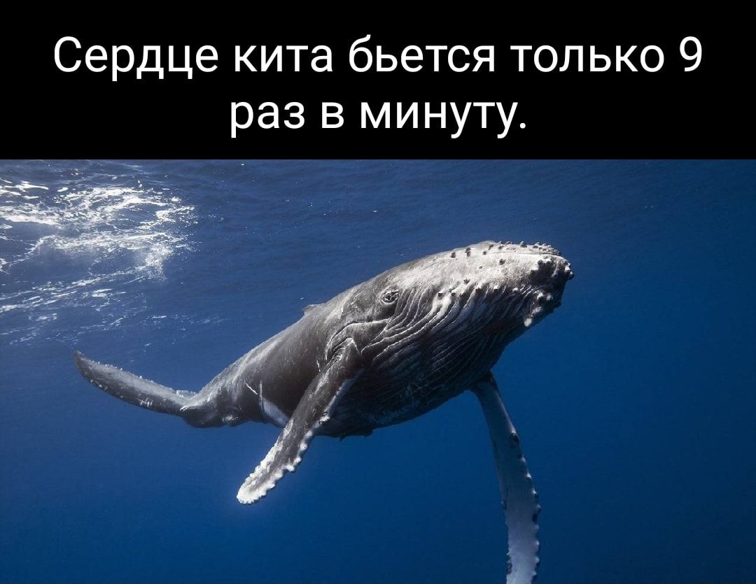 Сердце кита бьется только 9 раз в минуту