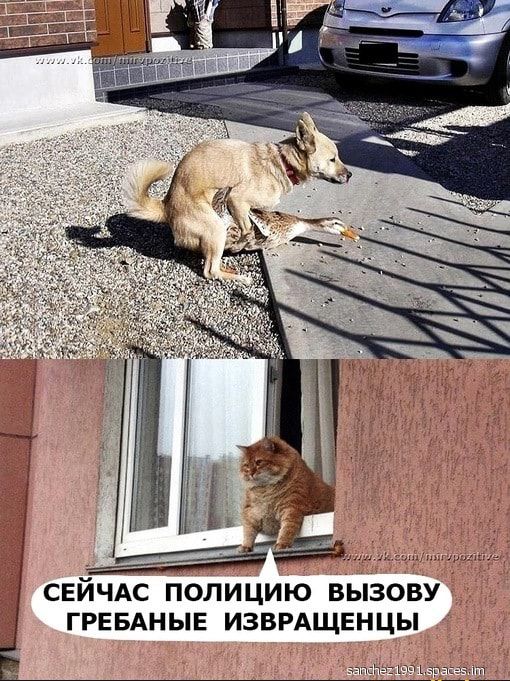 СЕЙЧАС ПОЛИЦИЮ ВЫЗОВУ ГРЕБАНЫЕ ИЗВРАЩЕНЦЫ