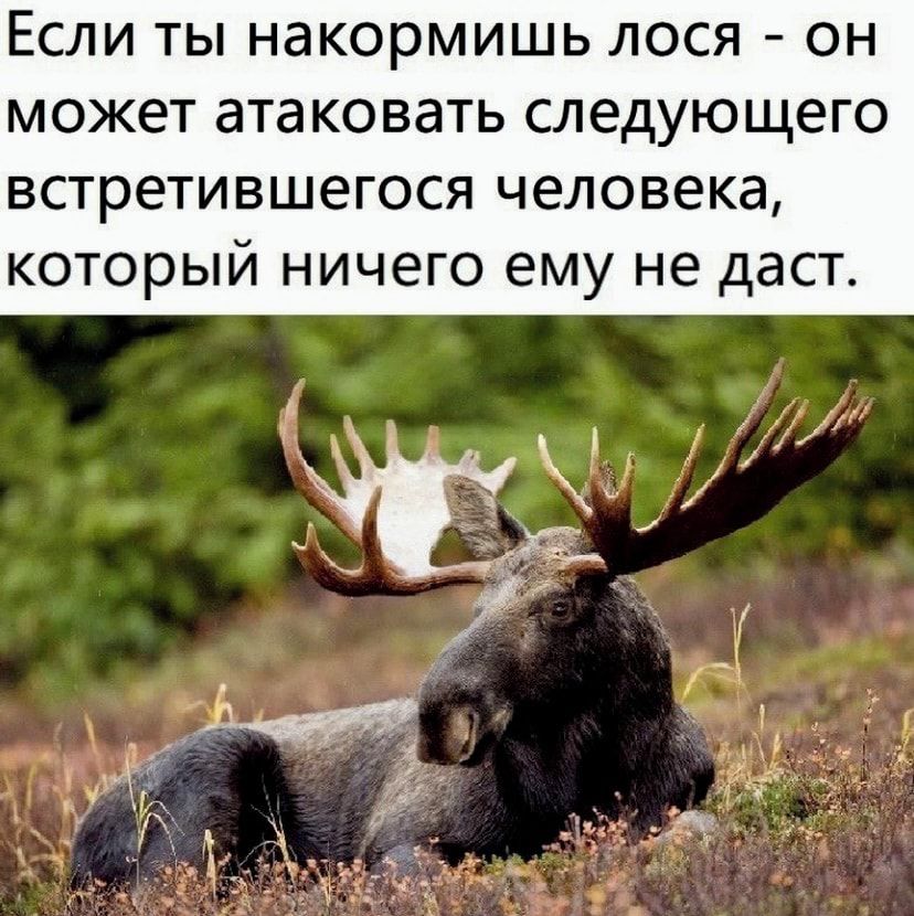 Если ты накормишь лося он может ата ковать следующего встретившегося человека который ничего ему не даст