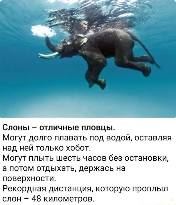 Слоны отличные пловцы Могут долго плавать под водой оставляя над ней только хобот Могут плыть шесть часов без остановки а потом отдыхать держась на поверхности Рекордная дистанция которую проплыл слон 48 километров