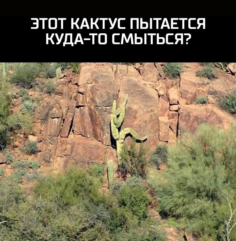 ЗТПТ КАКТУС ПЫТАЕТСЯ КУДА ТО СМЫТЬСЯ