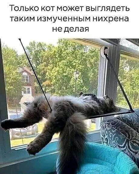 ТОЛЬКО КОТ МОЖЕТ ВЫ глядеть ТЭКИМ ИЗМУЧЁННЫМ нихрена не ДЭЛдЯ