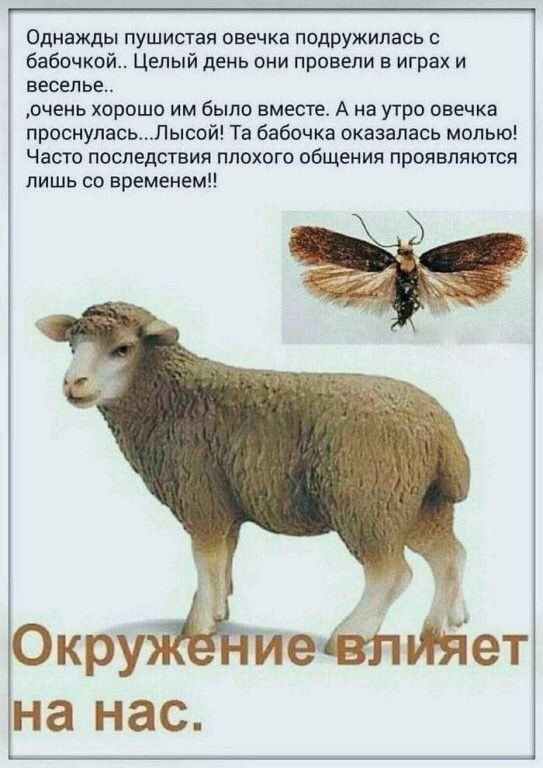 Однажц пуши овечка подружилась бабочкой Целый день они провели в играх и веселье очень хорошо им было вместе А на утро анечка проснуласьпысой Та бабочка оказалась молью Часто последствия плохого общения проявляются лишь со времени
