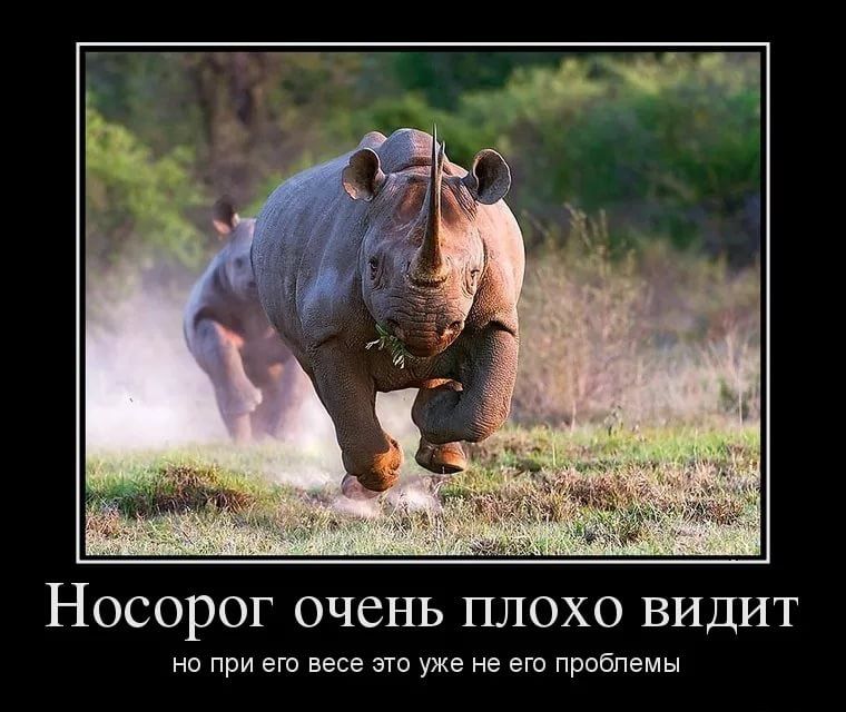 НОСОРОГ ОЧСНЬ ПЛОХО ВИДИТ но при его весе это уже не его прабпемы