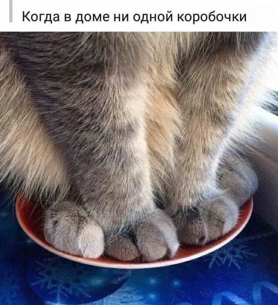 Когда в доме ни одной коробочки