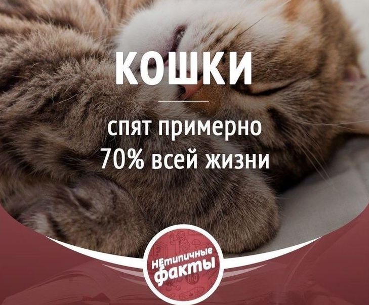 спят примерно 70 всей жизни