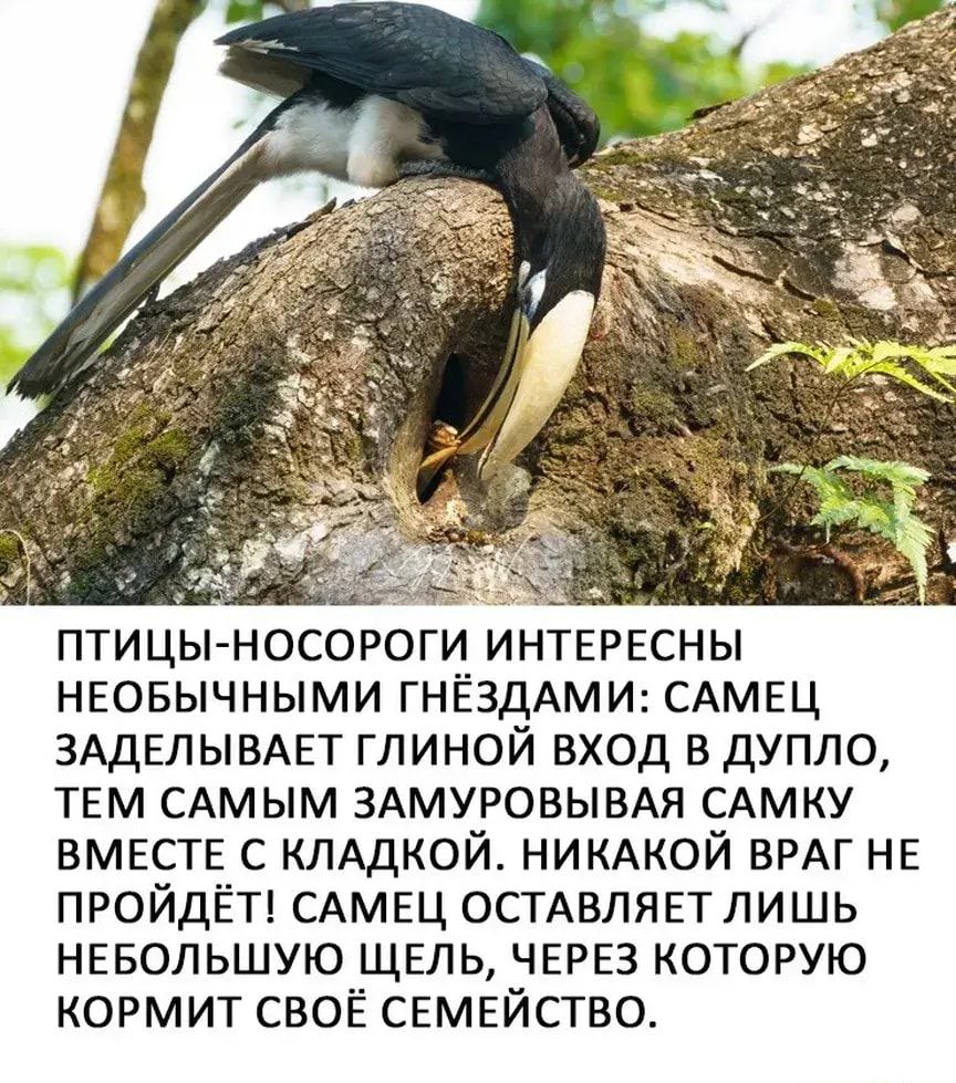 птицы носороги интврвснь нвовычными ГНЁЗДАМИ САМЕЦ ЗАДЕЛЫВАЕТ глиной вход в дупло твм САМЫМ ЗАМУРОВЫВАЯ САМКУ вместе с КЛАДКОЙ НИКАКОЙ ВРАГ не ПРОЙДЁТ САМЕЦ ОСТАВЛЯЕТЛИШЬ нввольшую щель через которую кормит своё семейство