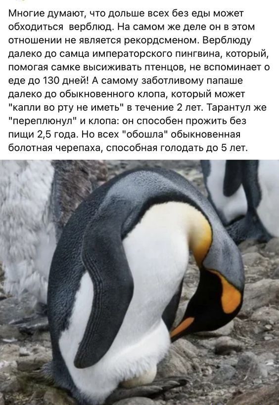 Многие думают что дольше всех без еды может обходиться верблюд На самом же деле он в этом отношении не является рекордсменом Верблюду далеко до самца императорского пингвина который помогая самке высиживать птенцов не напоминает о еде до 130 дне А самому заботливому папаша далеко до обыкновенного кпопа который может капли во рту не иметь в течение 2 лет Тараитуп же переппюнуп и кпппа он способен п