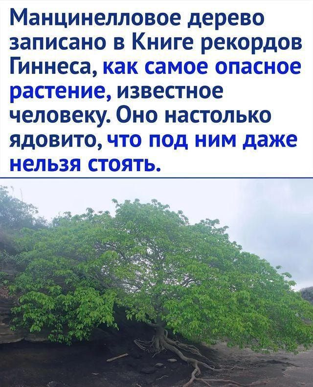 Манцинелловое дерево записано в Книге рекордов Гиннеса как самое опасное растение известное человеку Оно настолько ядовито цю по ним даже Е ЗЭЛЬ 331 СГбл Ы Ь