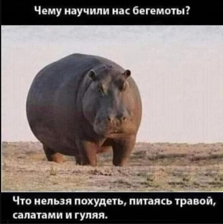 Чему научили иас бегемоты ЧТО НЕЛЬЗЯ ПОХУДЕТЬ ПИТЗПЬ ТРЗВОЙ сапатами И гуляя
