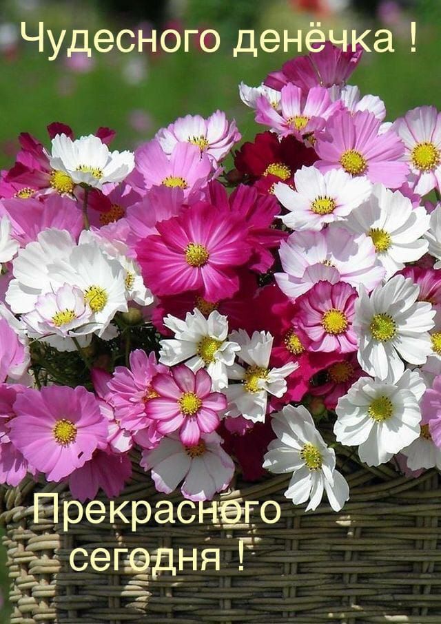 Чудесзного дека