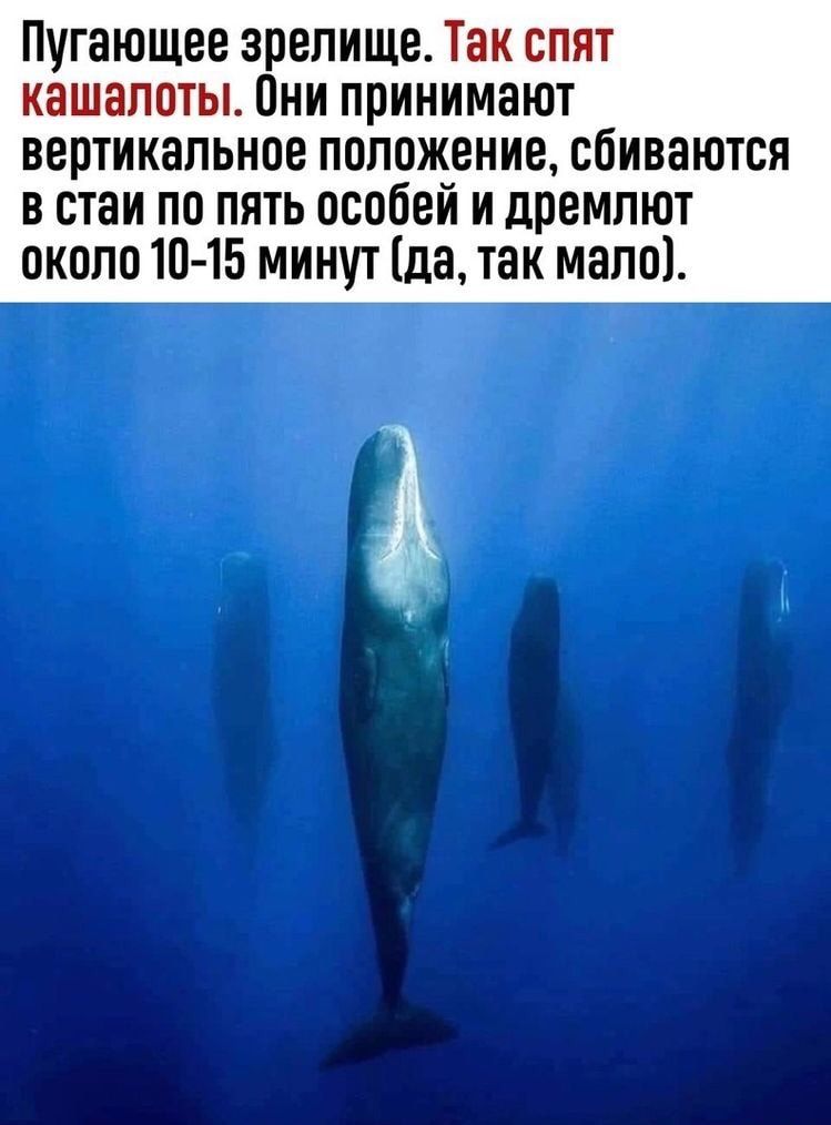 Пугающее зрелище Таи снят мангал этт Они принимают вертикальное положение сбиваются в стаи по пять особей и дремлют около 10 15 минут да так мало