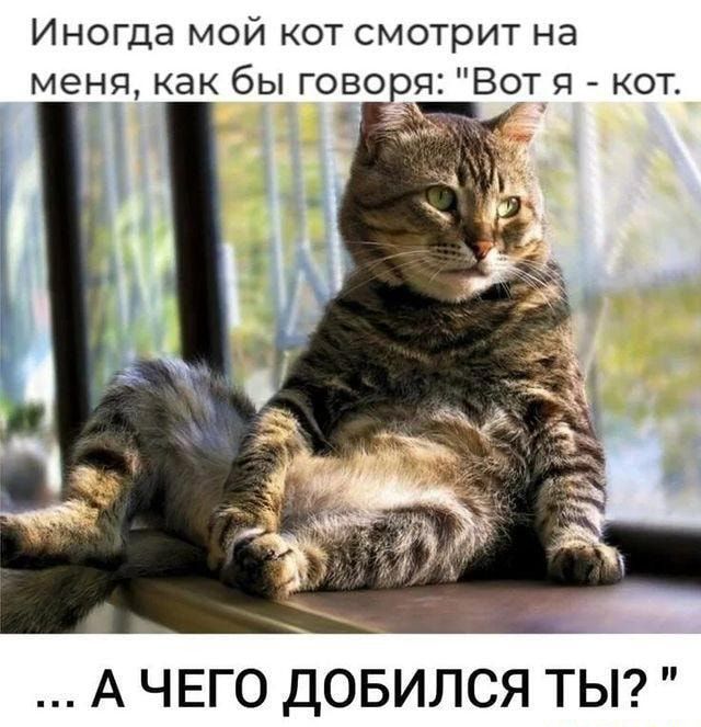 Иногда мой кот смотрит на Вот я кот А ЧЕГО ДОБИЛСЯ ТЫ