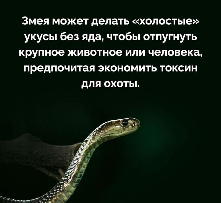 Змея может делать холостые укусы без яда чтобы отпугнуть крупное ЖИВОТНОЭ ИЛИ человека ПРЕДПОЧИТЗЯ ЭКОНОМИТЬ ТОКСИН для охоты