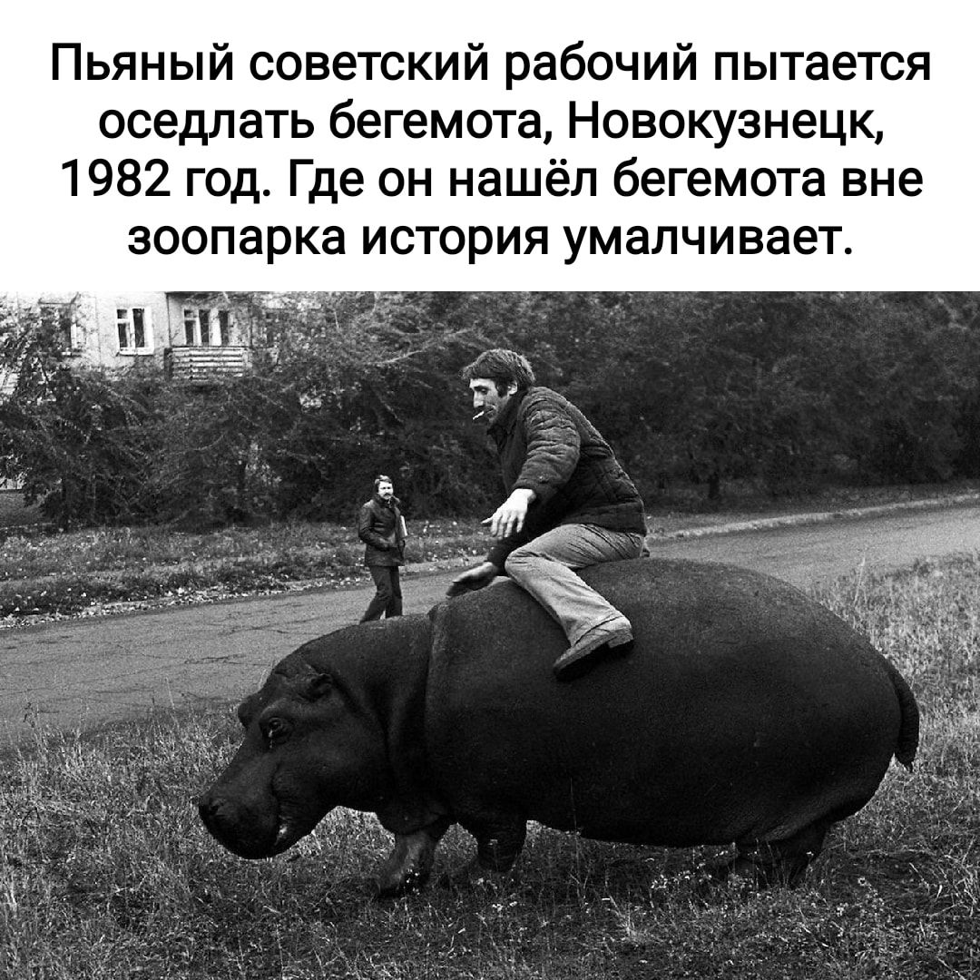 Пьяный советский рабочий пытается оседлать бегемота Новокузнецк 1982 год Где он нашёл бегемота вне зоопарка ИСТОРИЯ умалчивает