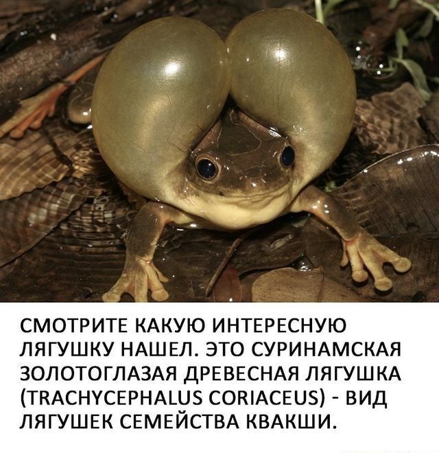 СМОТРИТЕ КАКУЮ ИНТЕРЕСНУЮ ЛЯГУШКУ НАШЕЛ ЭТО СУРИНАМСКАЯ ЗОЛОТОГЛАЗАЯ ДРЕВЕСНАЯ ЛЯГУШКА ТКАСНУСЕРНАЦЛБ СОКіАСЕЦЗ ВИД ЛЯГУШЕК СЕМЕЙСТВА КВАКШИ