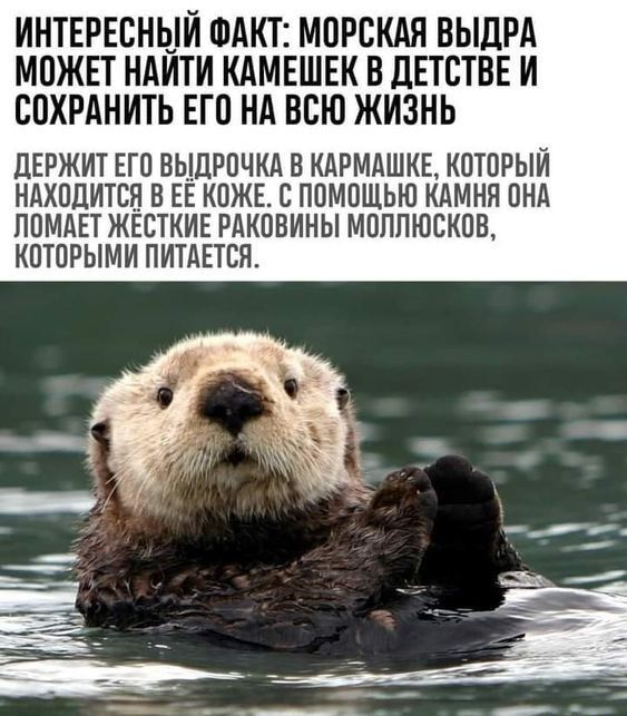 ИНТЕРЕСНЫЙ ФАКТ МПРСКАЯ ВЫЛРА МПЖЕТ НАЙТИ КАМЕШЕК В ЦЕТСТВЕ И СОХРАНИТЬ ЕГП НА ВСЮ ЖИЗНЬ ЦЕРЖИТ ЕГВ ВЫДРПЧКА В ИАРМАШКЕ КПТПРЫЙ НАХОДИТСЯ В ЕЁ КПЖЕ ЕППМПЩЬЮ КАМНП ПНА ППМАЕТ ЖЁСТКИЕ РАКОВИНЫ МОППЮСКПВ КПТИРЫМИ ПИТАЕТСЯ