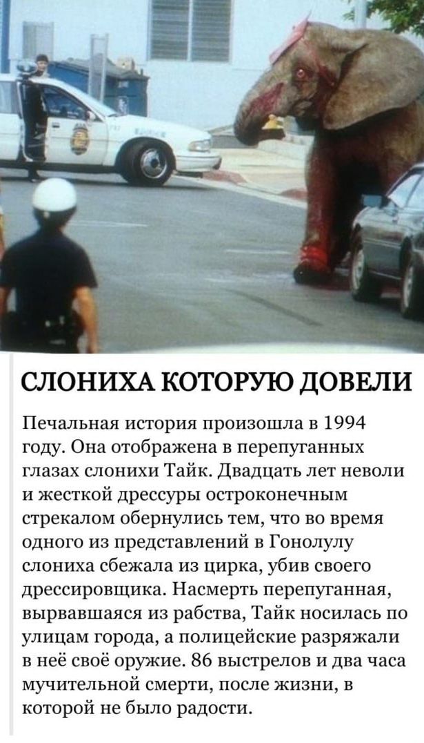 СЛОНИХА КОТОРУЮ ДОВЕЛИ Печальная история произошла в 1994 году Она отображена в перепуганных глазах слоники Тайк Двадцать лет неволи и жесткой дрессуры остроконечным стрекалом обернулись тем что во время одного из представлений в Гонолулу слониха сбежала из цирка убив своего дрессировщика Насмерть перепуганная вырвавшаяся из рабства Тайк носилась по улицам города и полицейские разряжали в неё своё