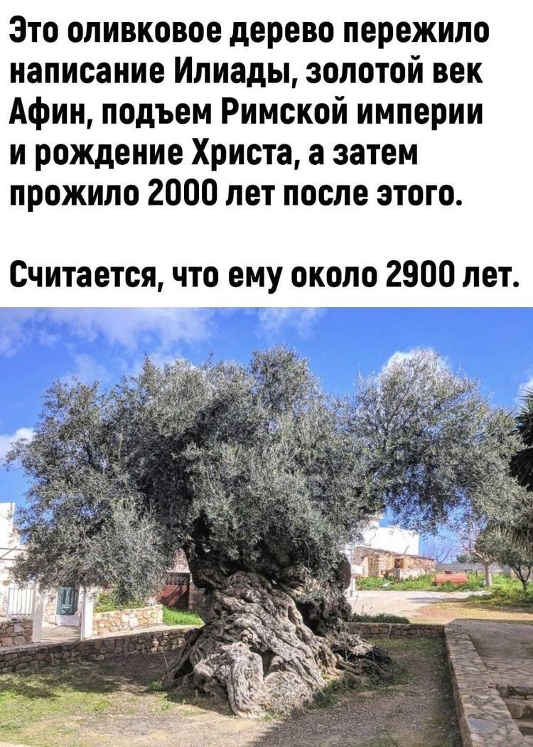 Зто оливковое дерево пережило написание Илиады золотой век Афин подъем Римской империи и рождение Христа а затем прожила 2000 лет после этого Считается что ему около 2000 лет