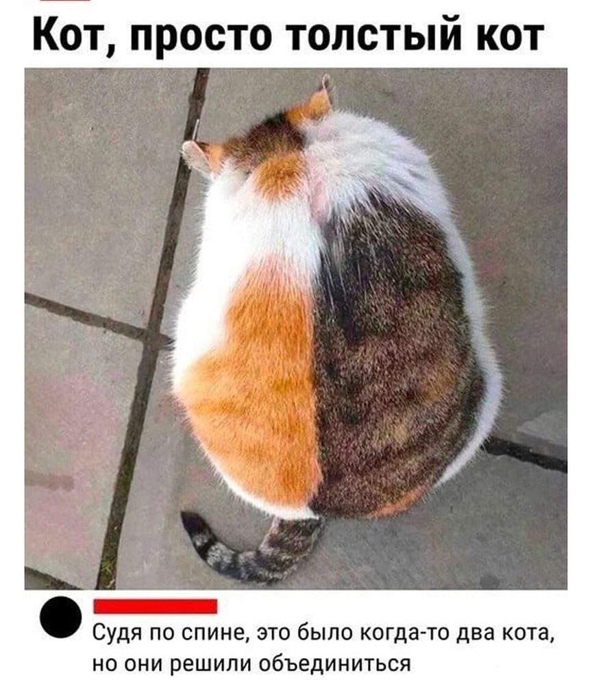 Кот просто толстый кот _ Судя по спине это было когда то два кота но они решили объединиться