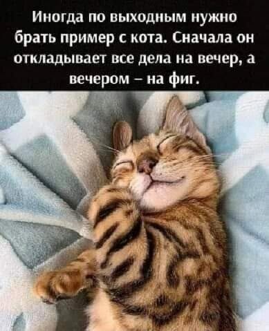 Иногда по выходным нужно браіь пример кота Сначала он откладывает все дела на вечер а вечером на фиг