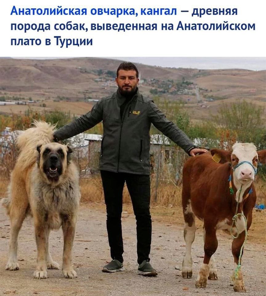атол кап овчарка мангал древняя порода собак выведенная на Анатолийском плато в Турции