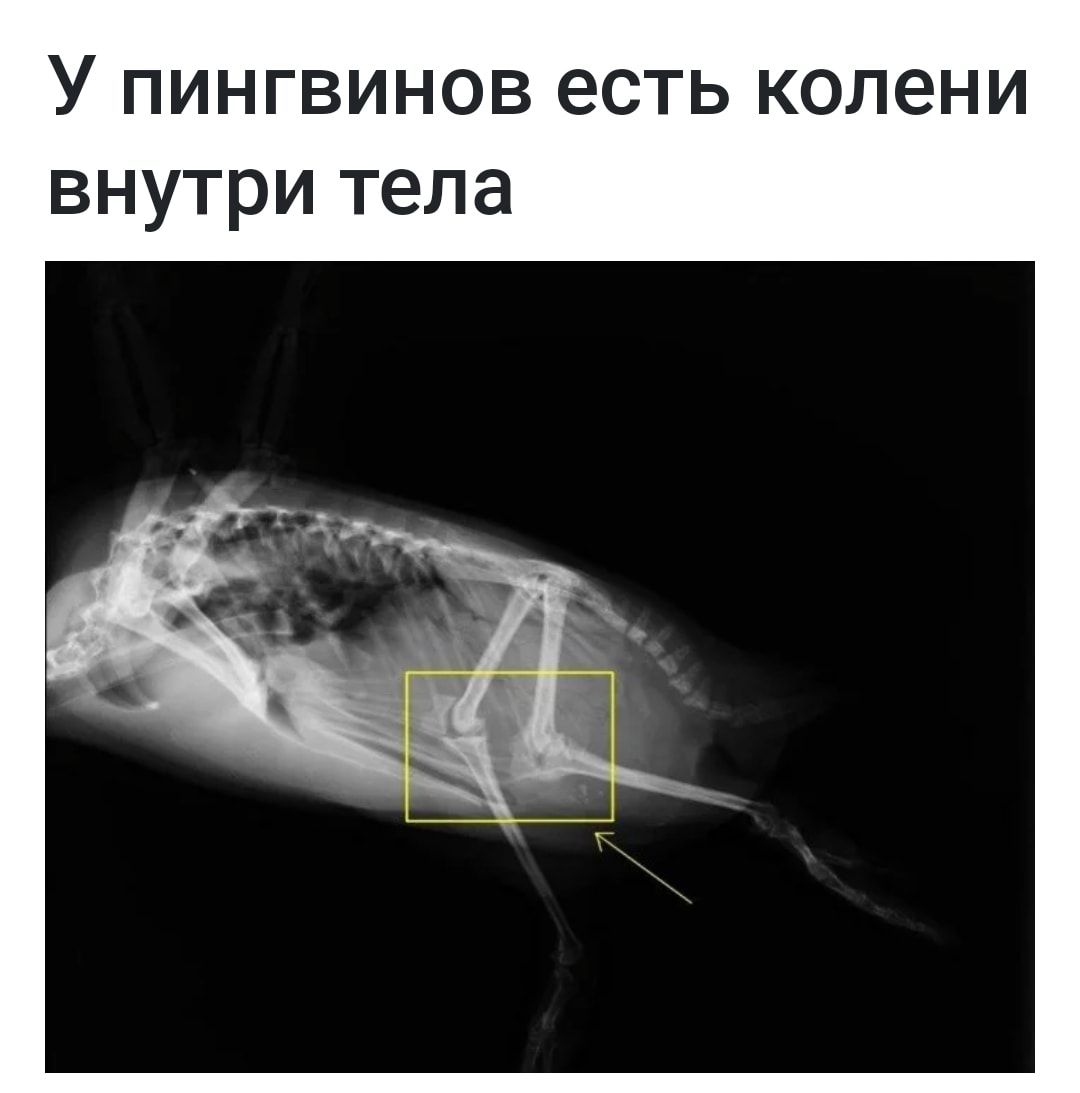 У пингвинов есть колени внутри тела