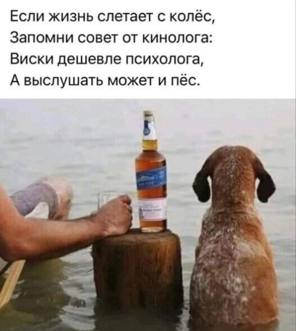 Если жизнь слетает колёс Запомни совет от кинопога Виски дешевле психолога А выслушать может и пёс