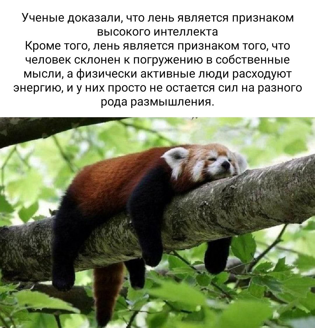 Ученые доказали что лень является признаком высокого интеллекта кроме того день является признаком того что человек склонен погружению в собственные мысли а физически активные люди расходуют энергию и у них просто не остается сил на разного рода размышления