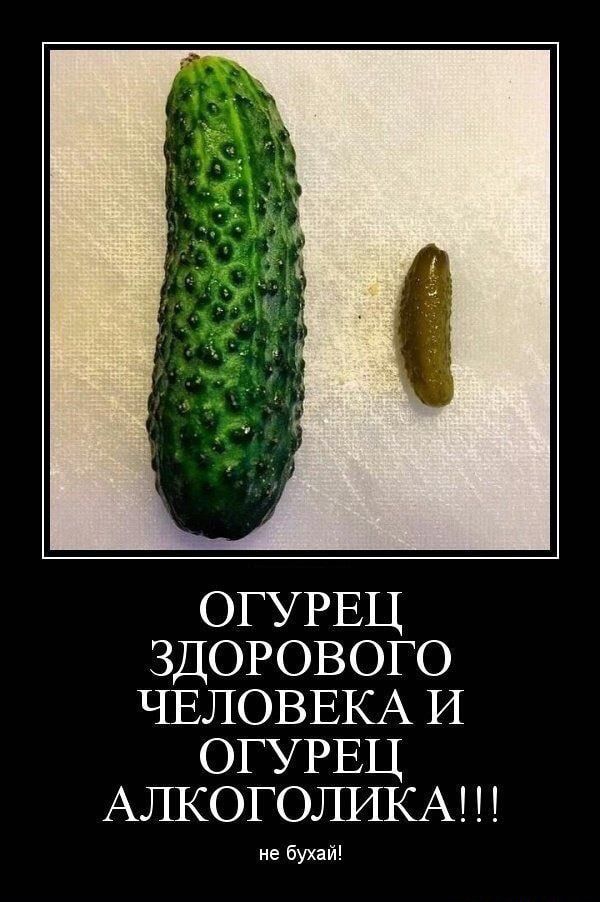 ОГУРЕЦ здорового ЧЕЛОВЕКА И ОГУРЕЦ АЛКОГОЛИКА е бухай
